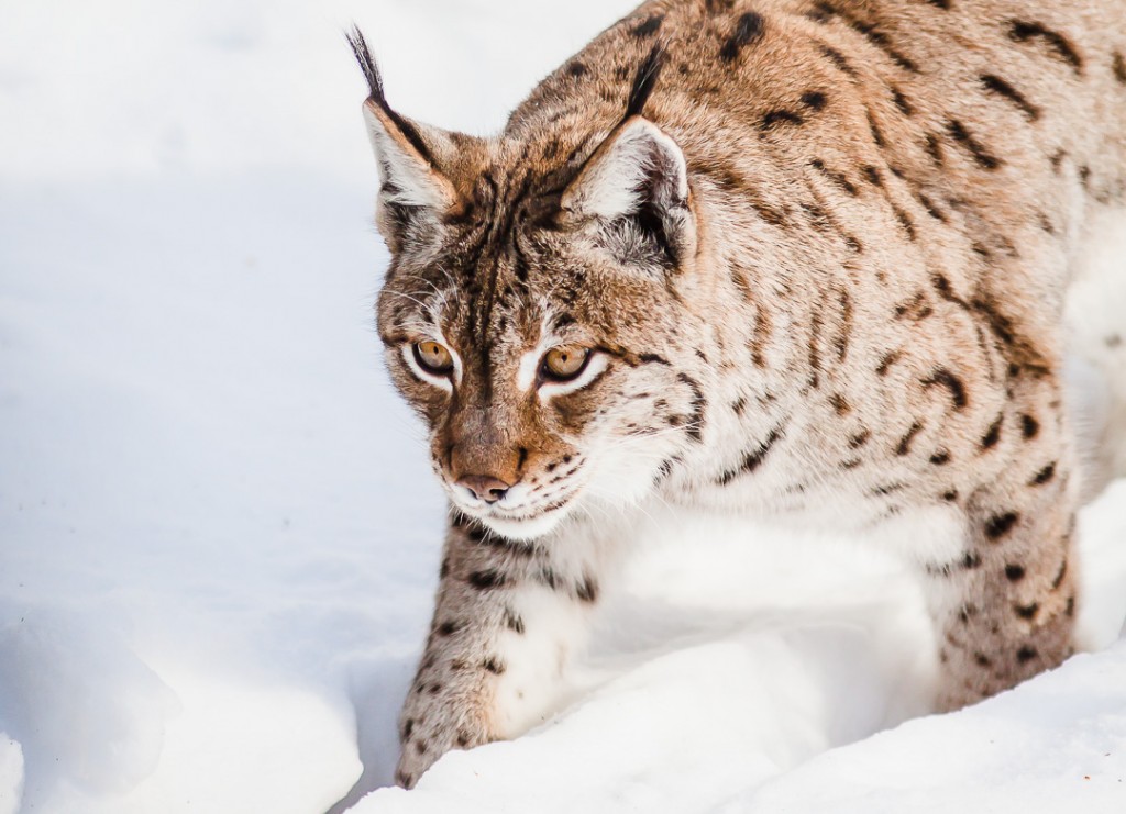Beieren - Duitsland - lynx